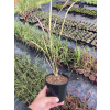 Imperata cylindryczna Red Baron P9 – trawa ozdobna, wysokość docelowa 40–50 cm